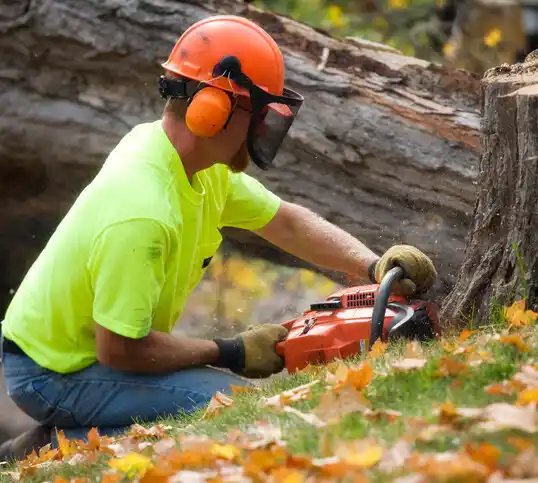 tree services Saratoga Springs